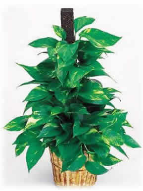 golden_pothos