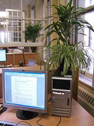 indoor plants