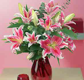 stargazer flower