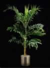 thumbnail-Adonidia Palm
