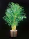 thumbnail-Areca Palm
