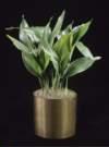 thumbnail-Aspidistra