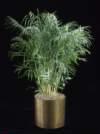 thumbnail-BambooPalm