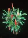 thumbnail-Bromeliads