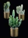 thumbnail-Cacti