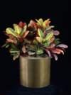 thumbnail-Croton