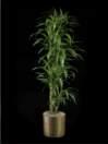 thumbnail-dracaena lisa