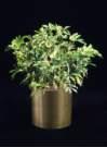 thumbnail-dwarf schefflera