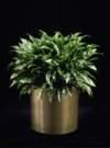 thumbnail-emerald beauty