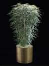 thumbnail-false aralia