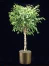 thumbnail-FicusBejamina