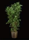 thumbnail-ficus midnight