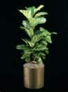 thumbnail-fiddle leaf fig
