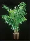 thumbnail-fishtail palm