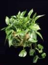 thumbnail-golden pothos