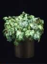 thumbnail-grape ivy