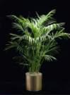 thumbnail-kentia palm