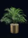 thumbnail-pigmydatepalm