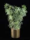 thumbnail-podocarpus