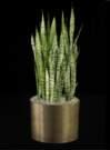 thumbnail-sansevieria