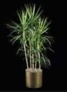 thumbnail-straightmarginata