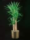 thumbnail-yucca
