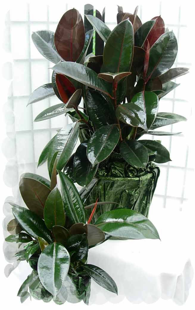 rubber_plant